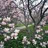 Magnolias